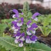 Salvia